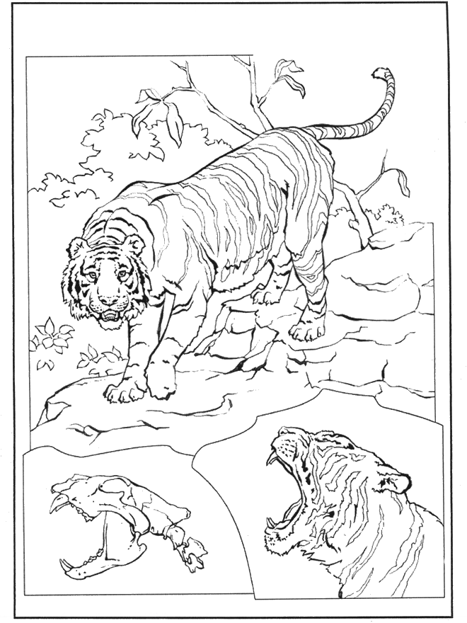 Tigri nel loro habitat disegni da colorare