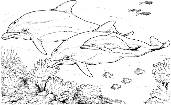 Tre delfini realistici disegni da colorare