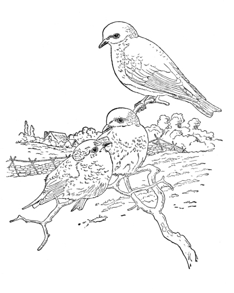 Tre uccellini realistici su un albero disegno da colorare gratis