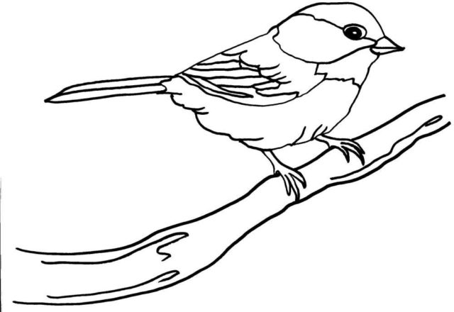 Uccellino su ramo disegno da colorare per bambini