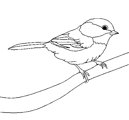 Uccellino su un ramo da colorare per bambini
