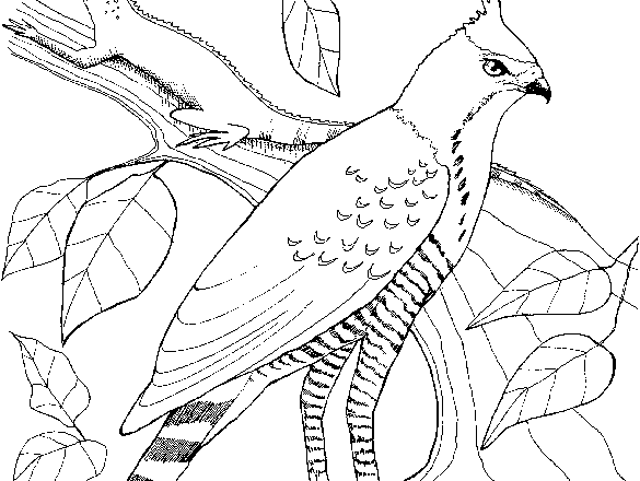 Uccello realistico disegno da colorare gratis