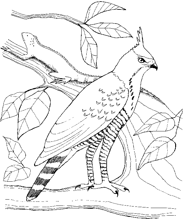 Uccello realistico disegno da colorare gratis