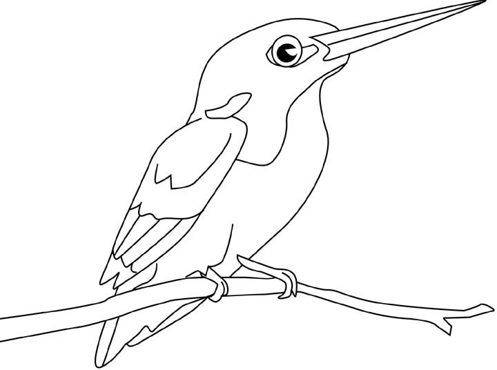 Un Martin Pescatore disegni da colorare di uccelli