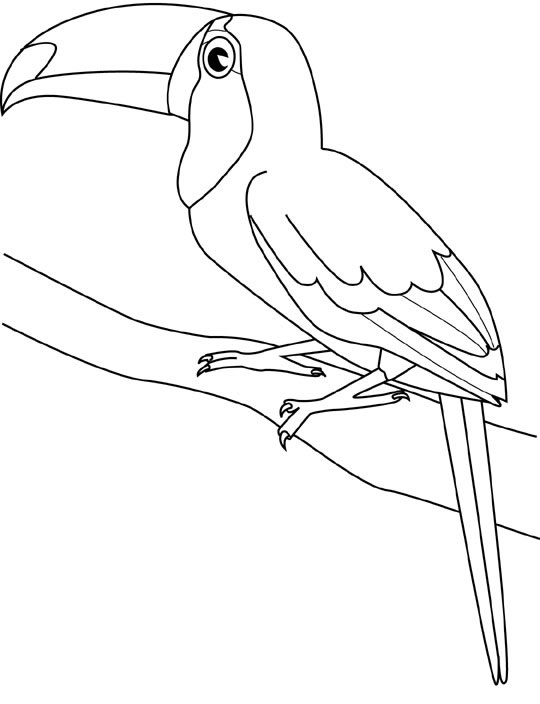 Un Tucano disegni da colorare gratis di uccellini