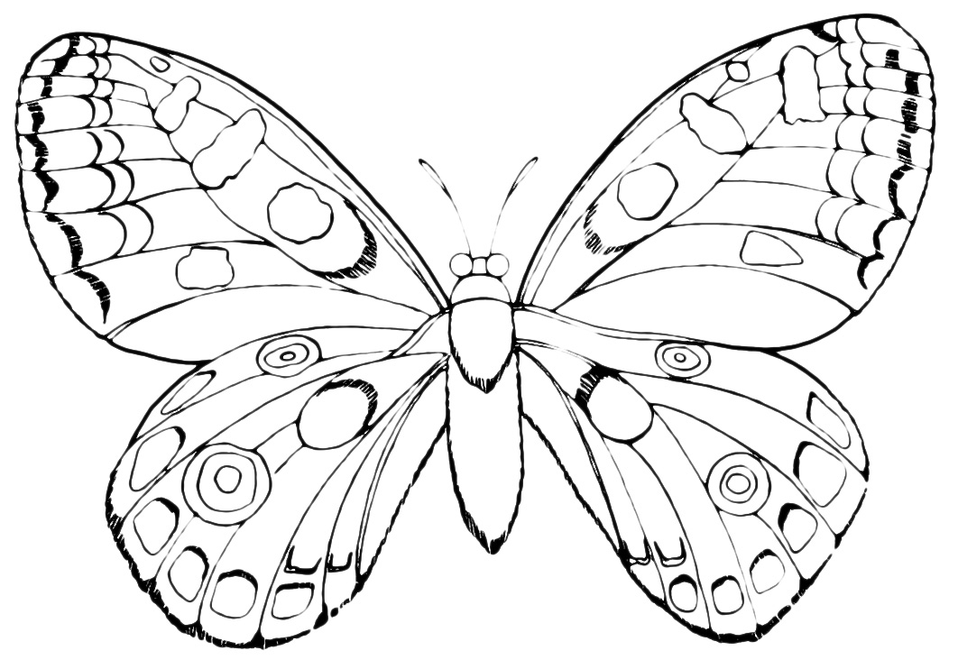 Un’ altra farfalla realistica disegni da colorare
