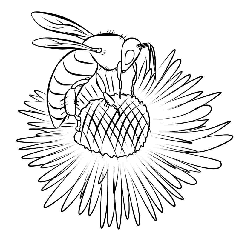 Un’ ape sopra un fiore margherita disegno per bambini