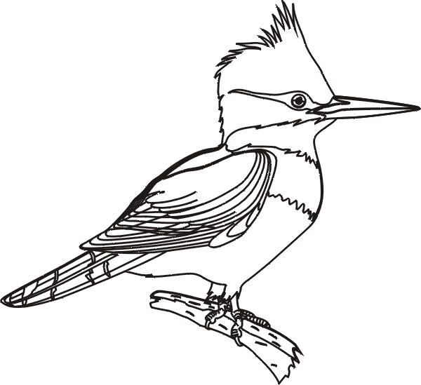 Un buffo uccellino con la cresta da stampare e da colorare gratis