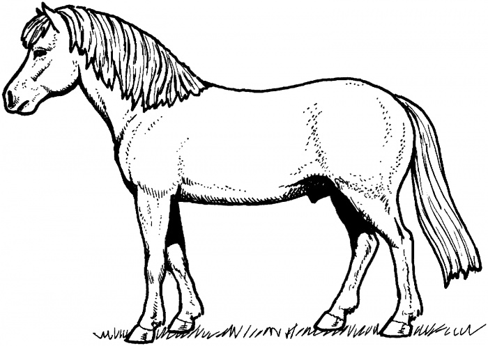 Un cavallo adulto disegno da colorare gratis