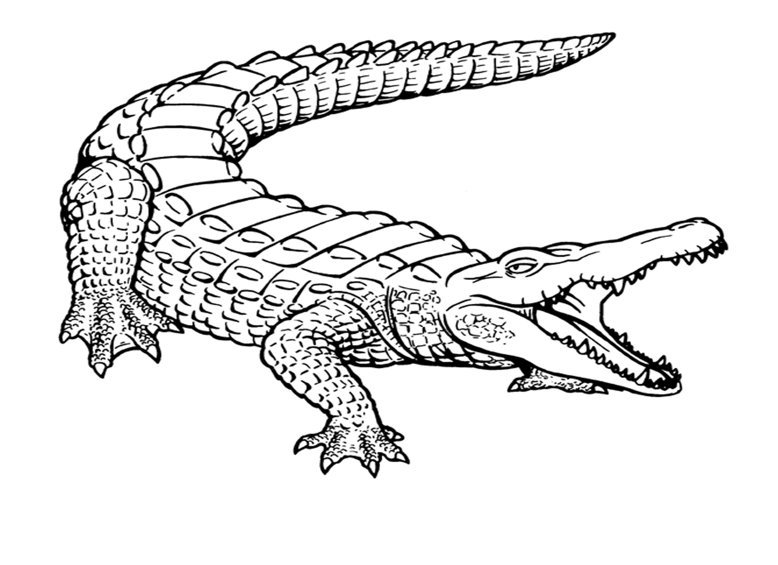 Un coccodrillo di grandi dimensioni disegno da colorare