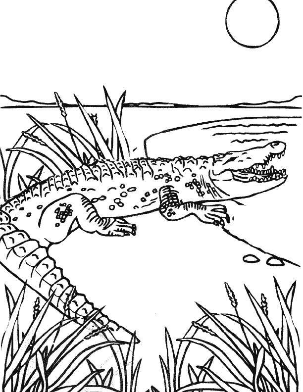 Un coccodrillo nel suo habitat da stampare e da colorare