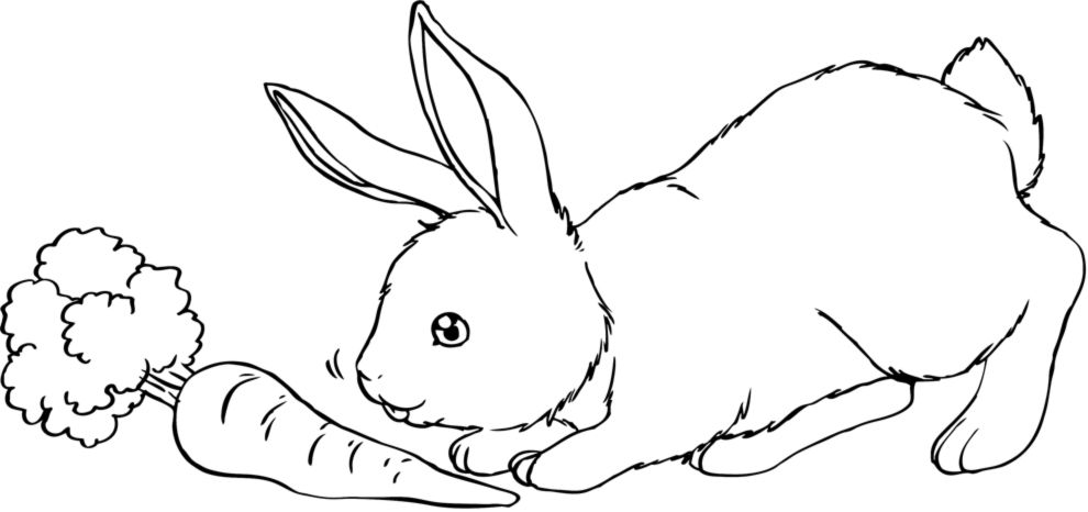 Un coniglio realistico e la sua carota da colorare