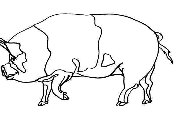 Un maiale adulto nella categoria animali da colorare