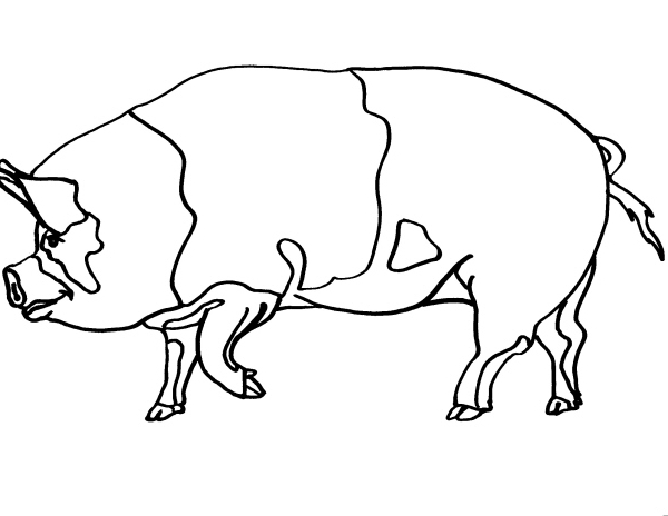 Un maiale adulto nella categoria animali da colorare
