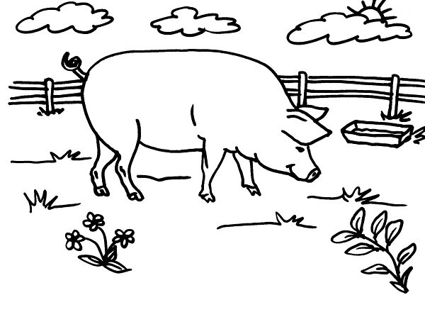 Un maiale adulto nella fattoria disegno da stampare e da colorare
