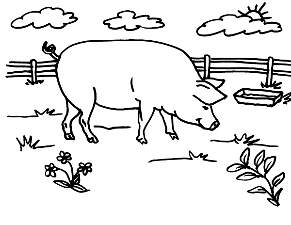 Un maiale adulto nella fattoria disegno da stampare e da colorare