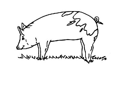 Un maiale nel prato disegno da colorare