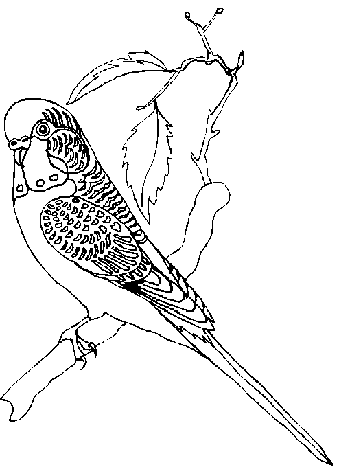 Un pappagallino sul ramo disegni da colorare gratis