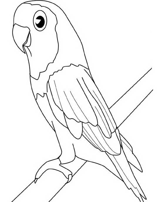 Un pappagallo da stampare e da colorare gratis