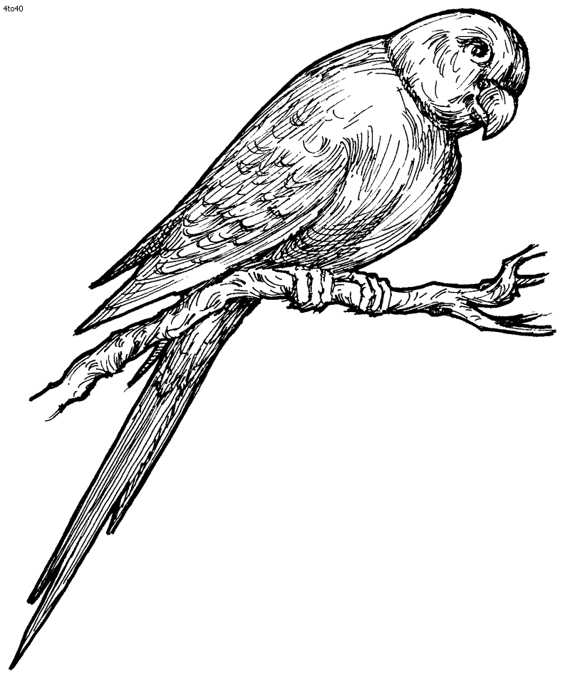 Un pappagallo realistico da colorare