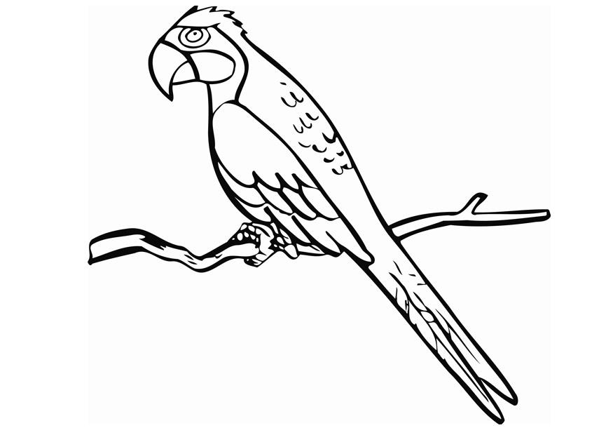 Un pappagallo sul ramo disegni da stampare e colorare gratis