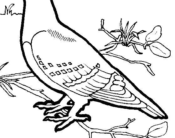 Un piccione disegni da colorare gratis