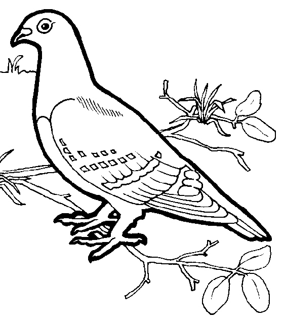 Un piccione disegni da colorare gratis