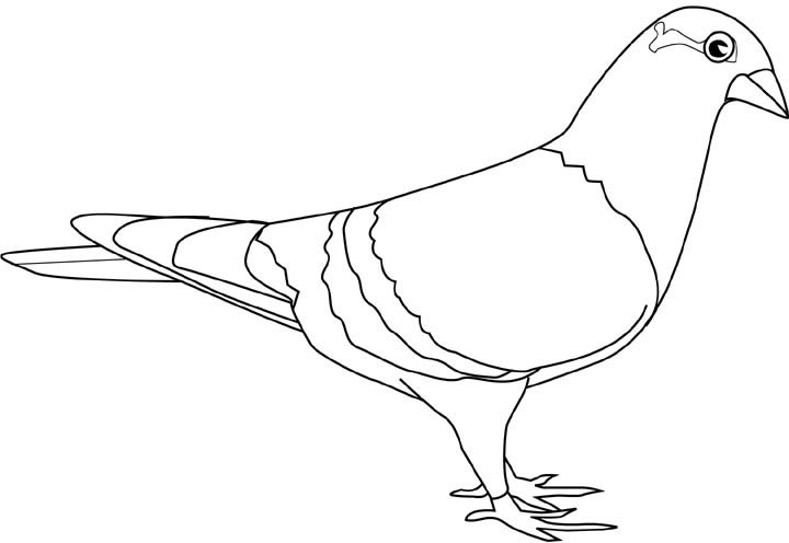Un piccione uccello da colorare per bambini