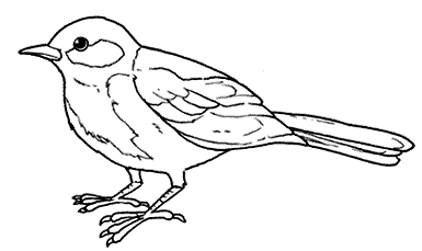 Un piccolo uccellino Cinciallegra da colorare