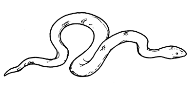 Un serpente che striscia disegni da colorare gratis