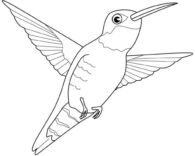 Un uccellino Colibrì disegno da colorare per bambini