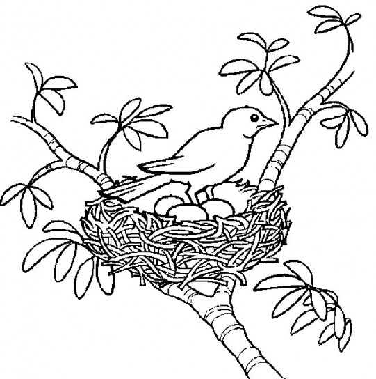 Un uccellino che difende le uova del suo nido da colorare