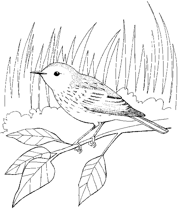 Un uccellino realistico nella natura disegno da colorare