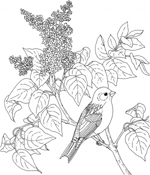 Un uccellino realistico su un albero disegno da colorare