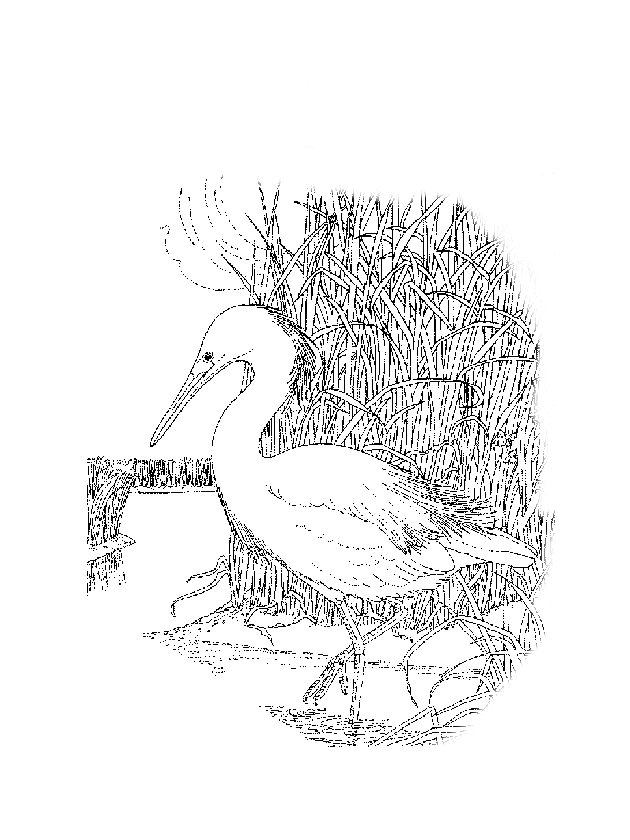 Un uccello Airone disegno da colorare gratis