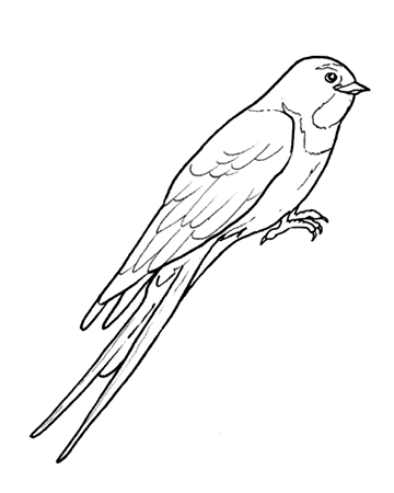 Un uccello Rondine disegno da colorare realistico