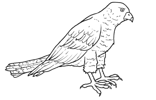 Un uccello Sparviero disegno da colorare gratis