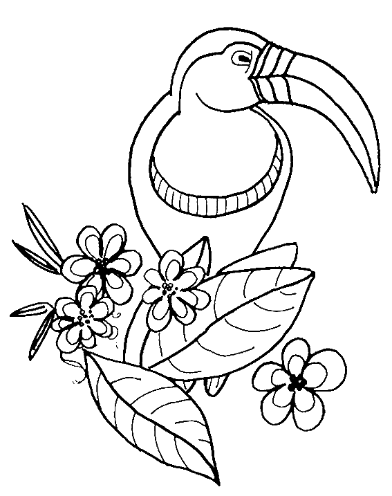 Un uccello tucano da colorare