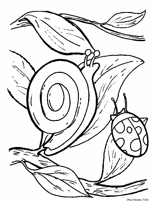 Una coccinella ed una lumaca disegno da colorare
