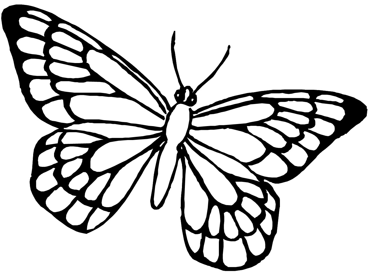 Una farfalla in volo da colorare