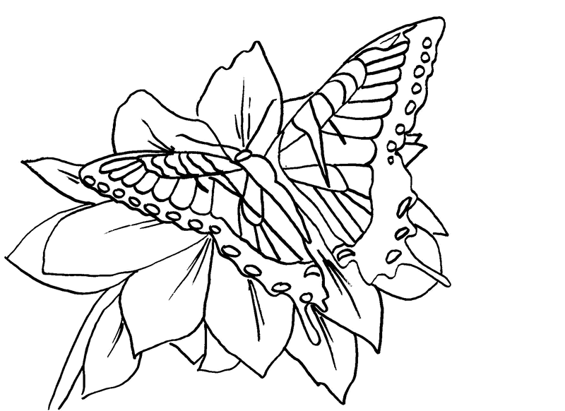 Una farfalla posata sul fiore disegno da colorare
