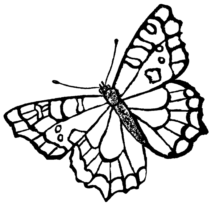Una farfalla tipo realistico disegno da colorare