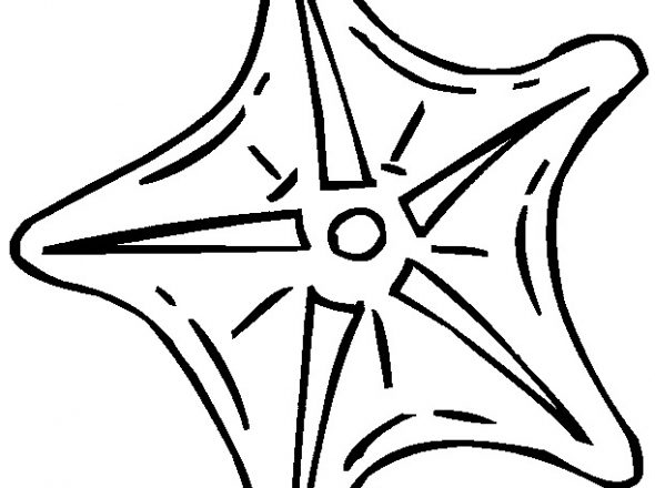 Online Starfish Coloring Page For Kids