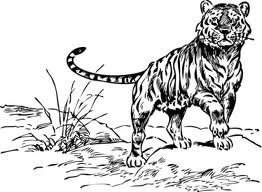 Una tigre disegno da colorare