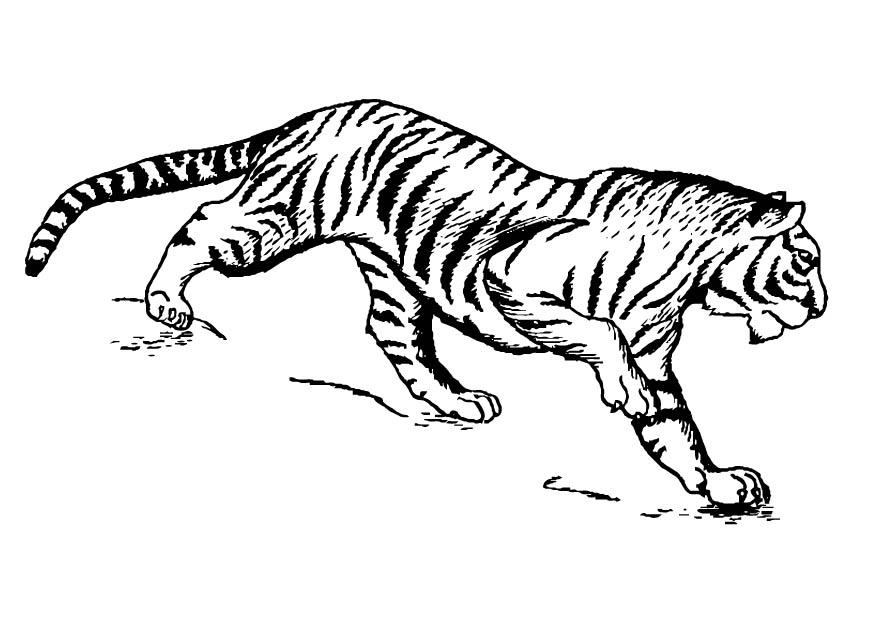 Una tigre realistica disegno da stampare e da colorare