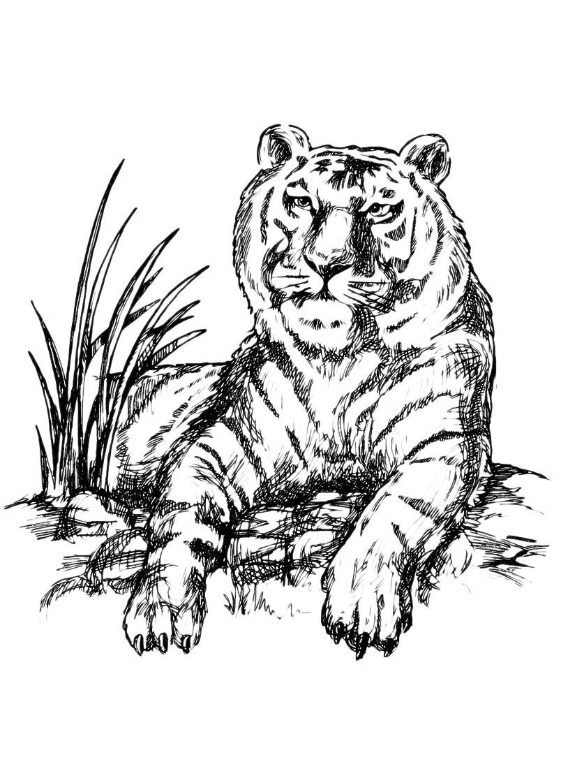 Una tigre realistica seduta da colorare