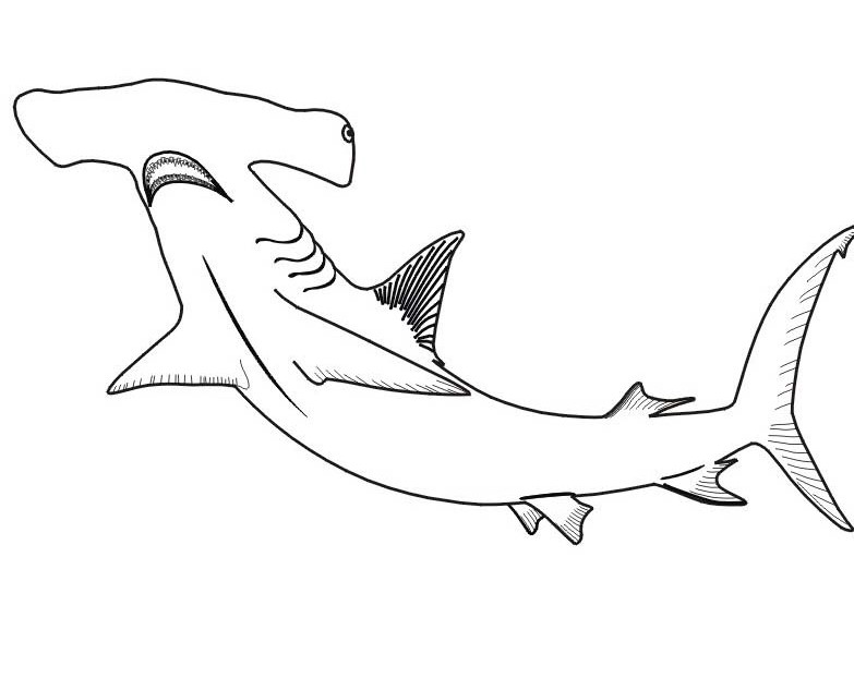 Uno squalo martello da stampare e colorare