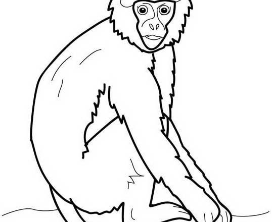 babbuino scimmia disegno da colorare gratis per bambini