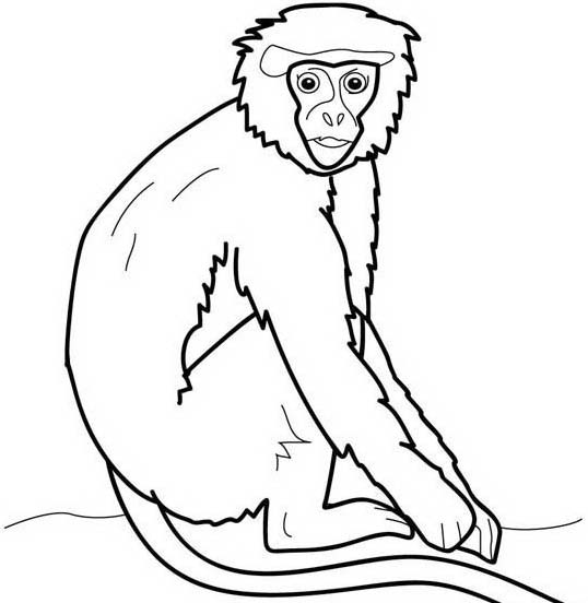 babbuino scimmia disegno da colorare gratis per bambini