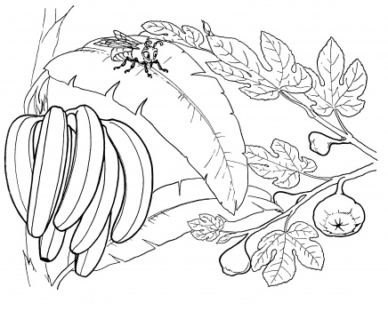 disegni da colorare banane sull’ albero